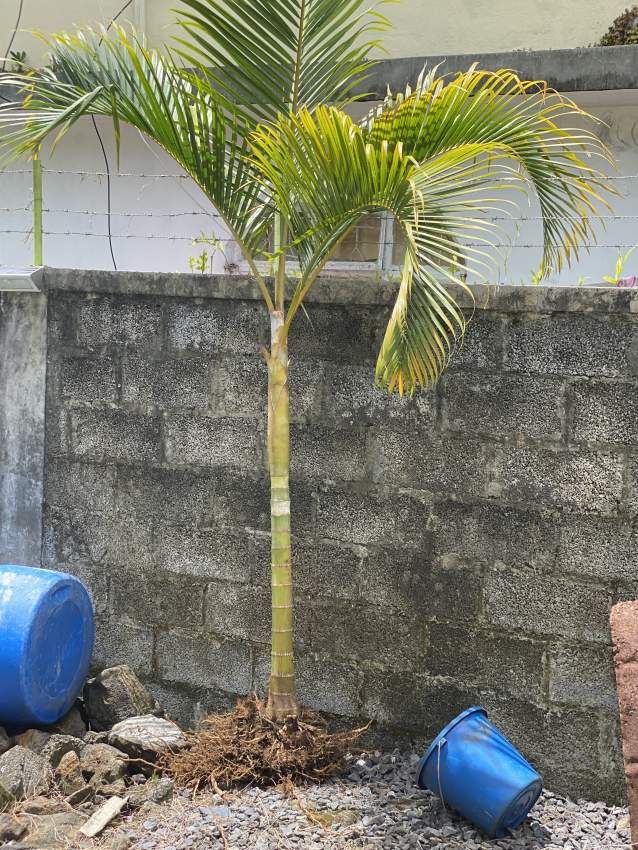 Palm tree - 0 - Plants and Trees  on Aster Vender