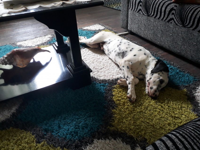 DALMATIEN - 2 - Dogs  on Aster Vender