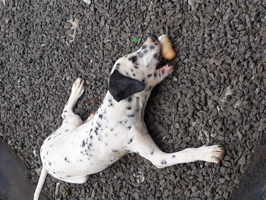 DALMATIEN - 0 - Dogs  on Aster Vender