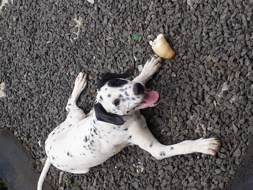 DALMATIEN - 1 - Dogs  on Aster Vender