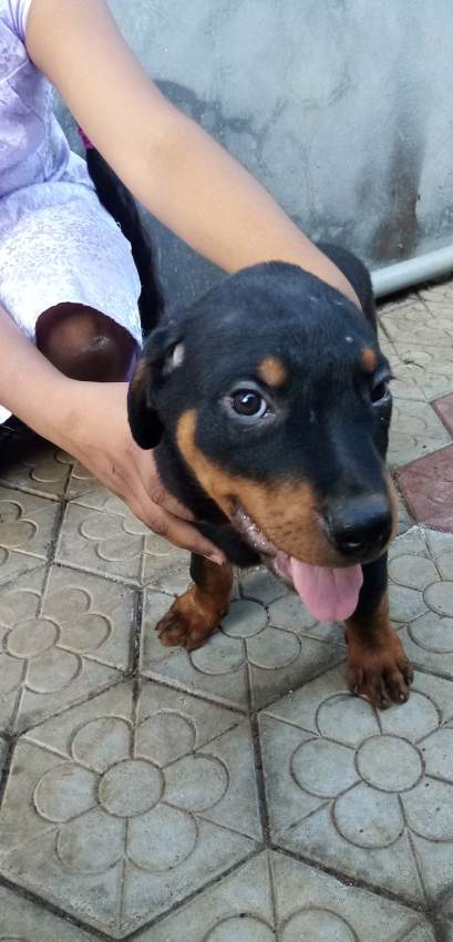 Rottweiler puppy for sale  - 0 - Dogs  on Aster Vender
