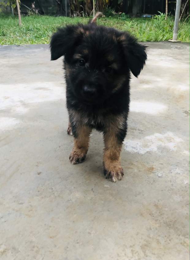 Long haired German Shepherd puppy - 6 - Dogs  on Aster Vender