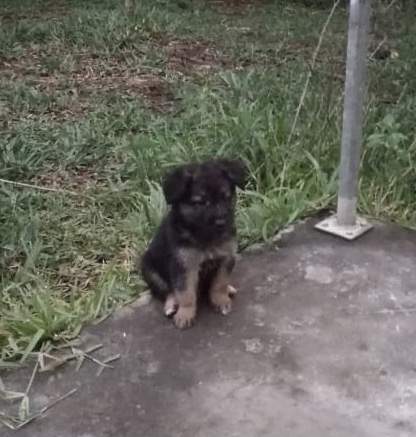 Long haired German Shepherd puppy - 0 - Dogs  on Aster Vender