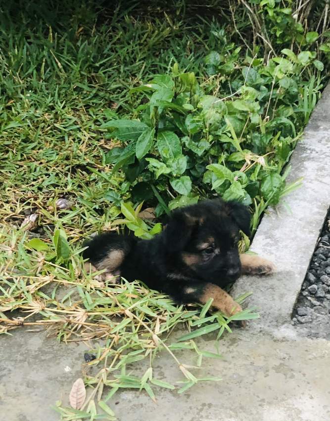 Long haired German Shepherd puppy - 4 - Dogs  on Aster Vender