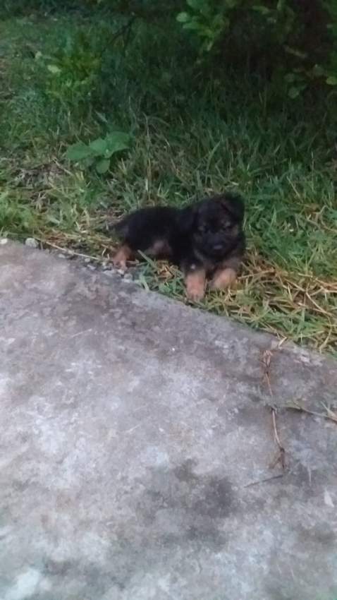 Long haired German Shepherd puppy - 1 - Dogs  on Aster Vender