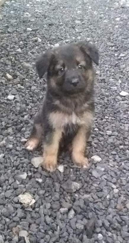 Long haired German Shepherd puppy - 2 - Dogs  on Aster Vender