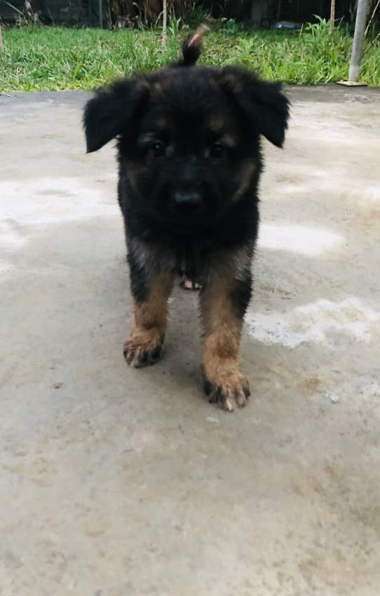 Long haired German Shepherd puppy - 5 - Dogs  on Aster Vender