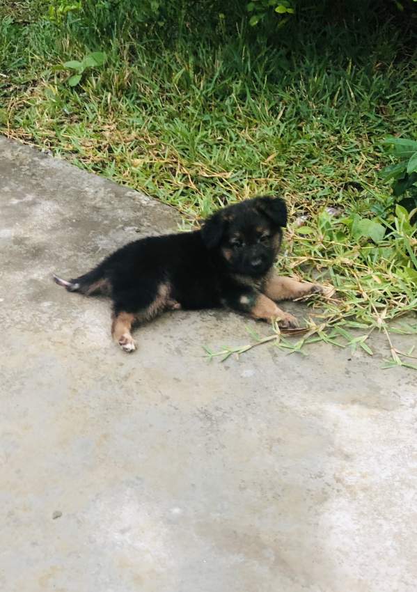 Long haired German Shepherd puppy - 3 - Dogs  on Aster Vender