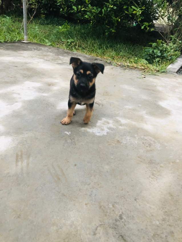 Short haired German Shepherd puppy  - 3 - Dogs  on Aster Vender