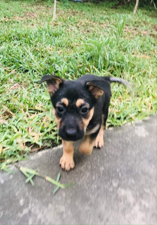 Short haired German Shepherd puppy  - 5 - Dogs  on Aster Vender