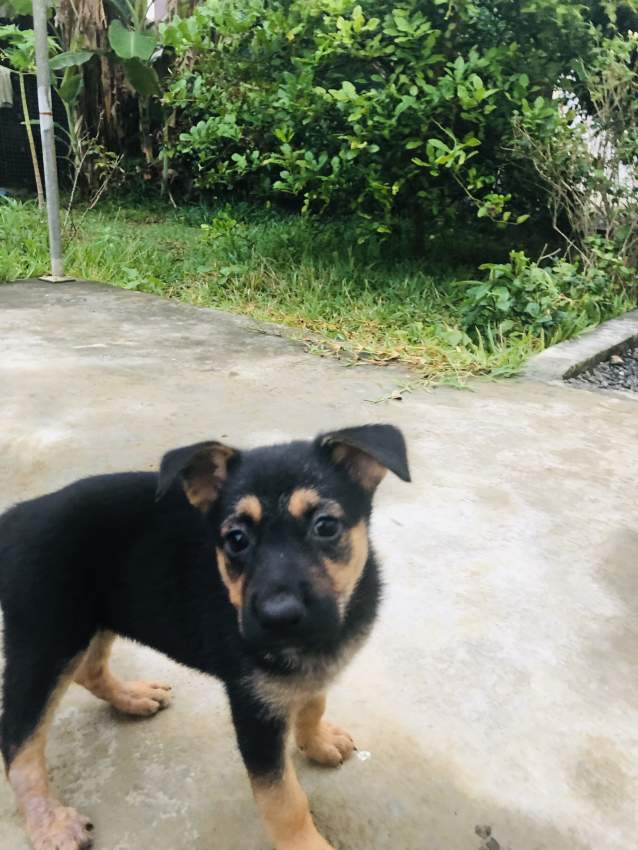 Short haired German Shepherd puppy  - 2 - Dogs  on Aster Vender