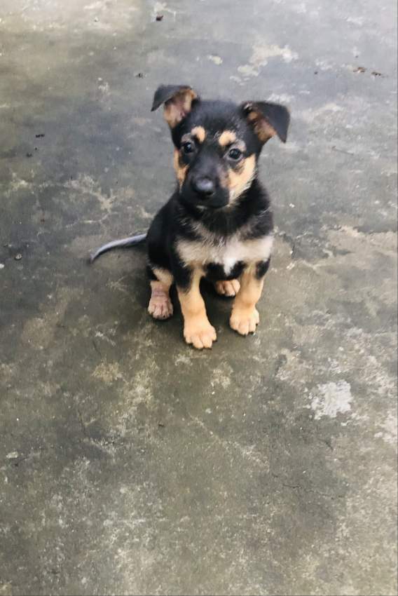 Short haired German Shepherd puppy  - 1 - Dogs  on Aster Vender