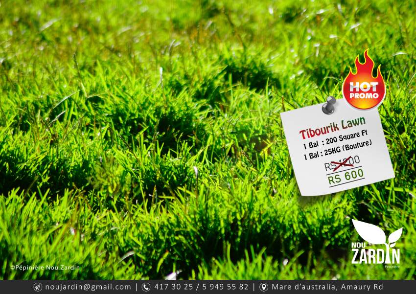 Promo 50% Off - Ti bourik Lawn - 0 - Plants and Trees  on Aster Vender