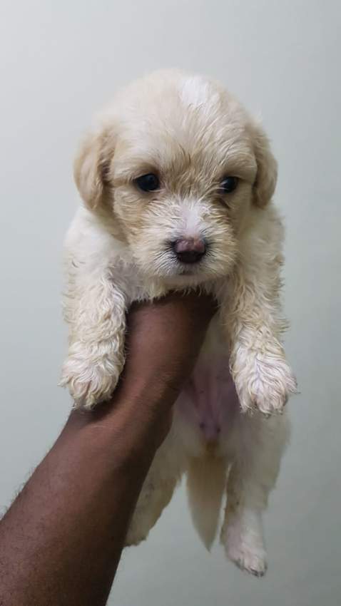 Griffon Nain pursang a vendre - 4 - Dogs  on Aster Vender