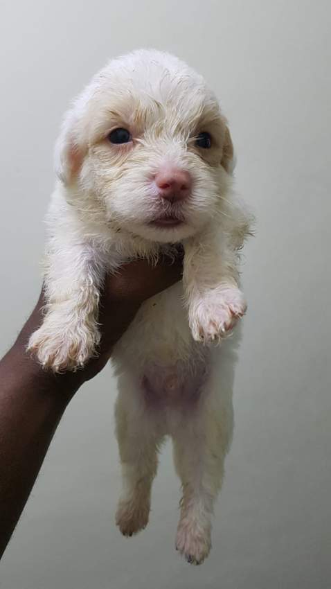 Griffon Nain pursang a vendre - 0 - Dogs  on Aster Vender