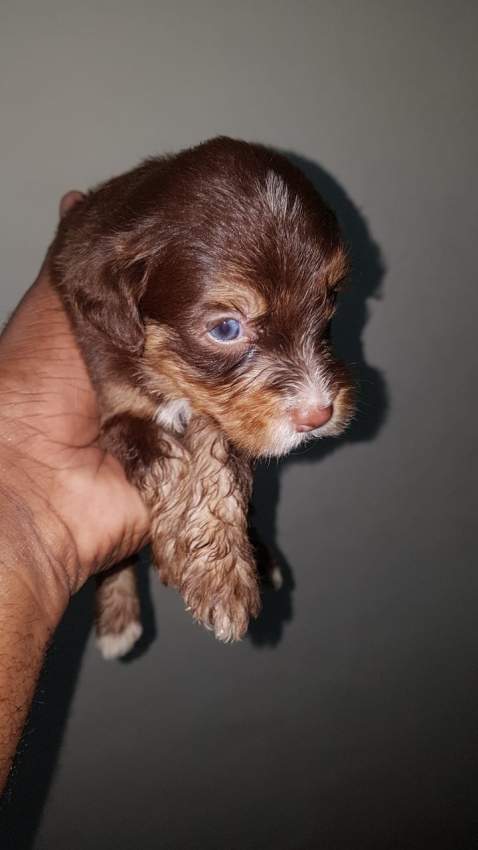 Griffon Nain pursang a vendre - 7 - Dogs  on Aster Vender