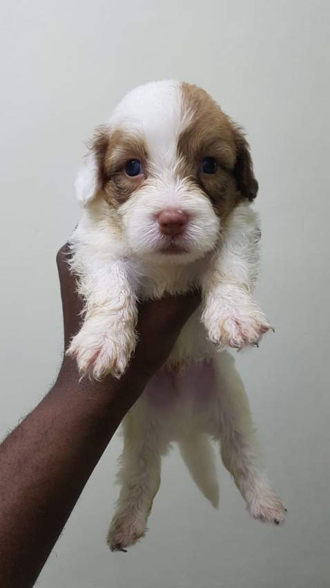 Griffon Nain pursang a vendre - 2 - Dogs  on Aster Vender