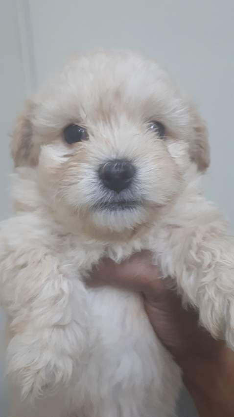 Griffon Nain pursang a vendre - 9 - Dogs  on Aster Vender