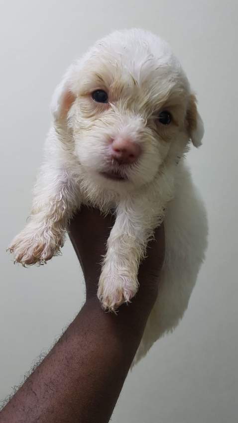 Griffon Nain pursang a vendre - 1 - Dogs  on Aster Vender