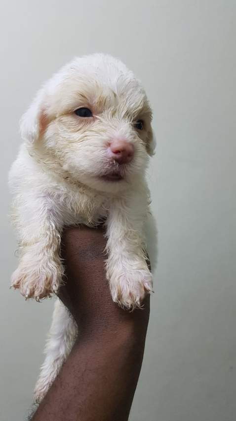 Griffon Nain pursang a vendre - 6 - Dogs  on Aster Vender