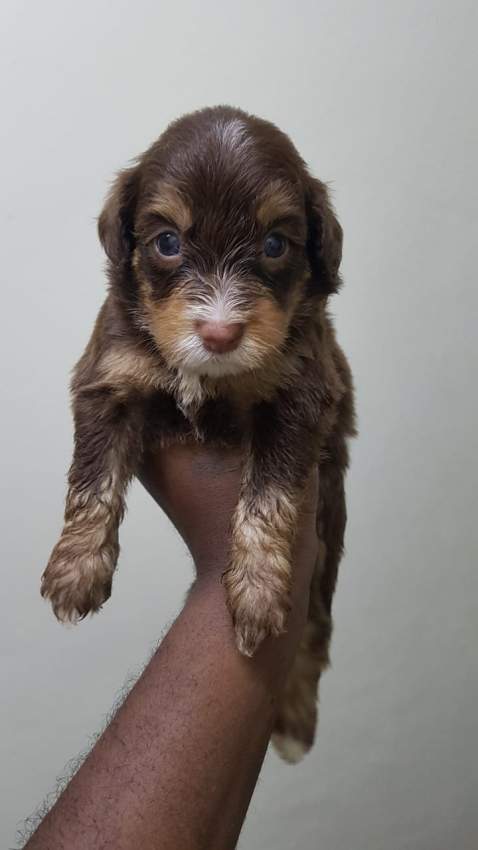 Griffon Nain pursang a vendre - 5 - Dogs  on Aster Vender