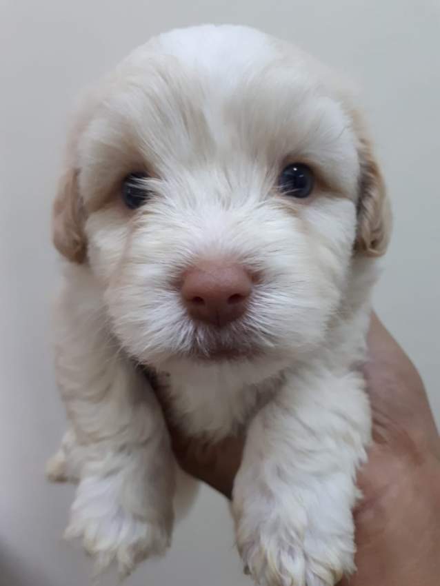 Griffon Nain pursang a vendre - 8 - Dogs  on Aster Vender