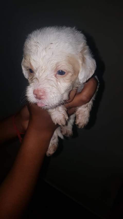 Griffon Nain pursang a vendre - 3 - Dogs  on Aster Vender