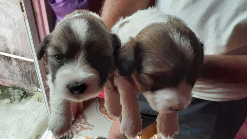 Chien griffon nain pur sang a vendre - 4 - Dogs  on Aster Vender