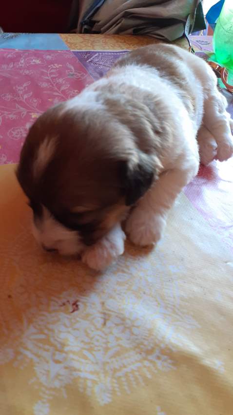 Chien griffon nain pur sang a vendre - 3 - Dogs  on Aster Vender