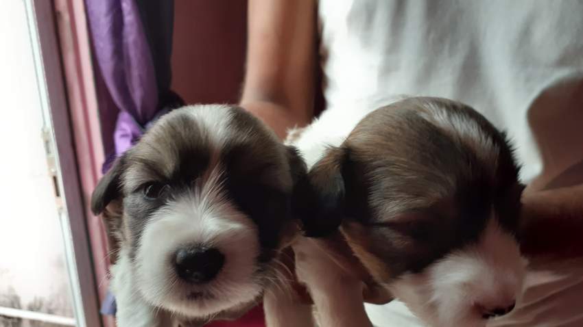 Chien griffon nain pur sang a vendre - 2 - Dogs  on Aster Vender