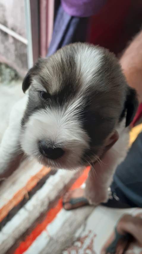 Chien griffon nain pur sang a vendre - 5 - Dogs  on Aster Vender