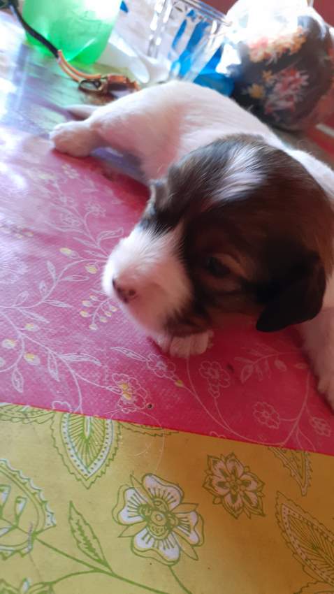 Chien griffon nain pur sang a vendre on Aster Vender