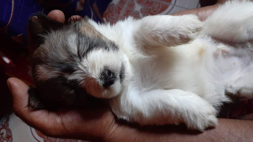 Chien griffon nain pur sang a vendre - 1 - Dogs  on Aster Vender