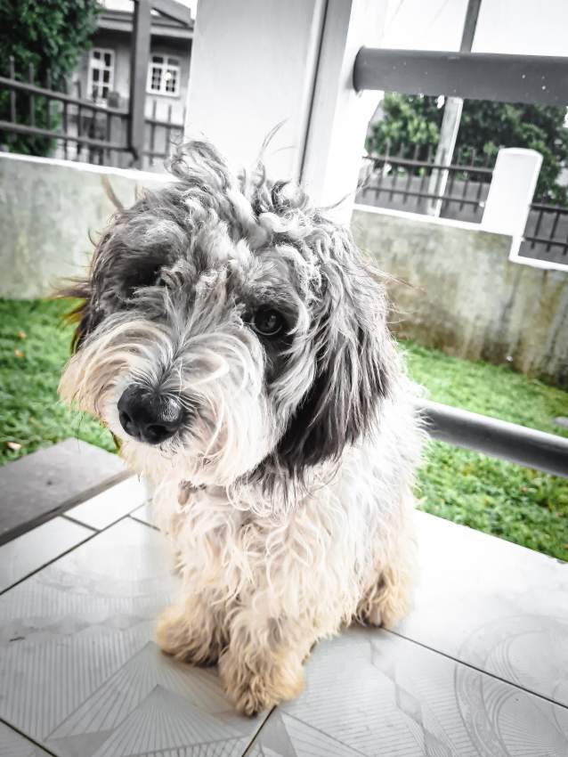 Griffon nain à vendre - 0 - Dogs  on Aster Vender