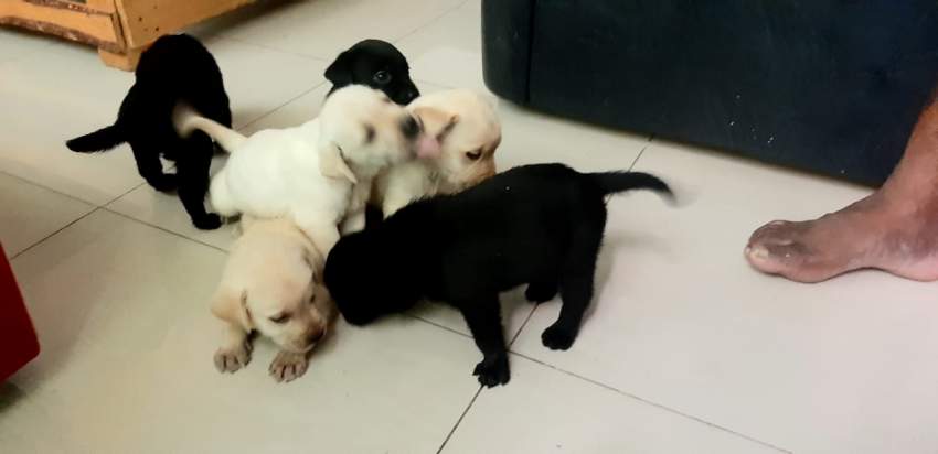 Labrador puppy  - 2 - Dogs  on Aster Vender