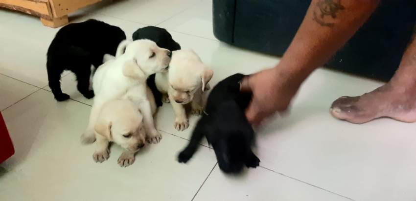 Labrador puppy  - 1 - Dogs  on Aster Vender
