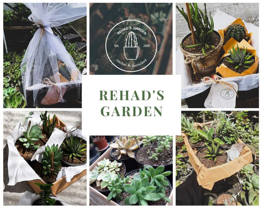 Cactus and succulents  - 0 - Plants and Trees  on Aster Vender