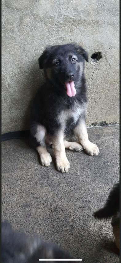 german shepherd long coat 23k adebat call on 58097509 - 1 - Dogs  on Aster Vender