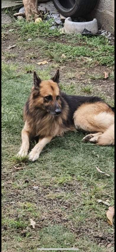 german shepherd long coat 23k adebat call on 58097509 - 2 - Dogs  on Aster Vender