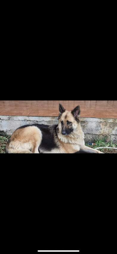 german shepherd long coat 23k adebat call on 58097509 - 3 - Dogs  on Aster Vender