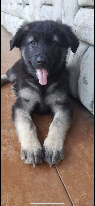 german shepherd long coat 23k adebat call on 58097509 - 5 - Dogs  on Aster Vender