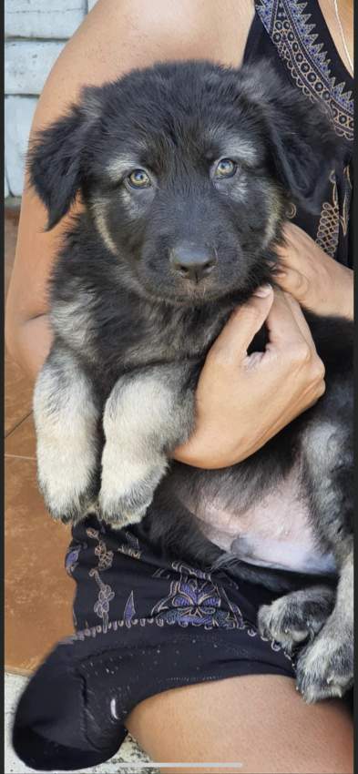 german shepherd long coat 23k adebat call on 58097509 - 0 - Dogs  on Aster Vender