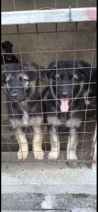 german shepherd long coat 23k adebat call on 58097509 - 4 - Dogs  on Aster Vender