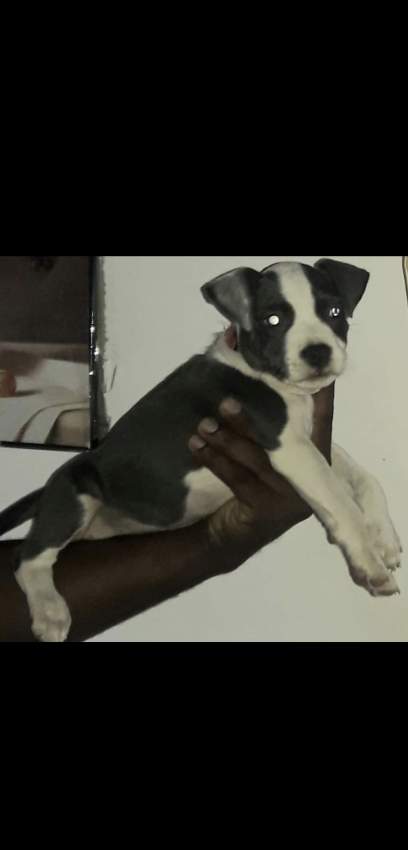 blue amstaff for sale last female 34k adebat call 58097509 - 1 - Dogs  on Aster Vender