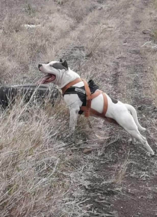 blue amstaff for sale last female 34k adebat call 58097509 - 3 - Dogs  on Aster Vender