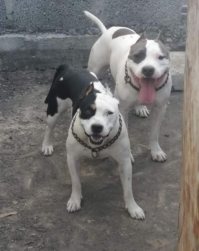 blue amstaff for sale last female 34k adebat call 58097509 - 2 - Dogs  on Aster Vender