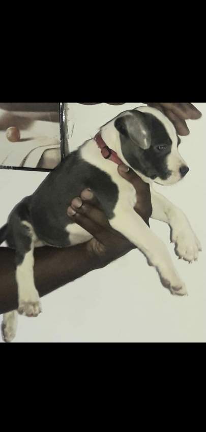 blue amstaff for sale last female 34k adebat call 58097509 - 0 - Dogs  on Aster Vender