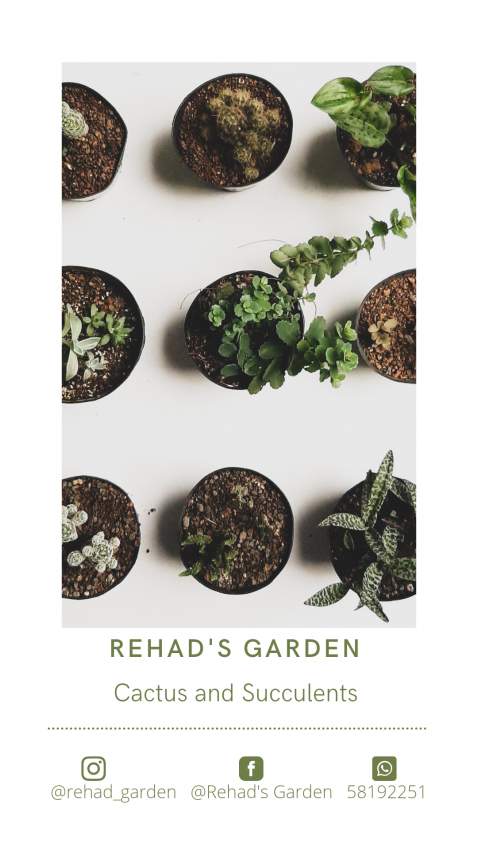 Cactus and Succulents  - 0 - Plants and Trees  on Aster Vender