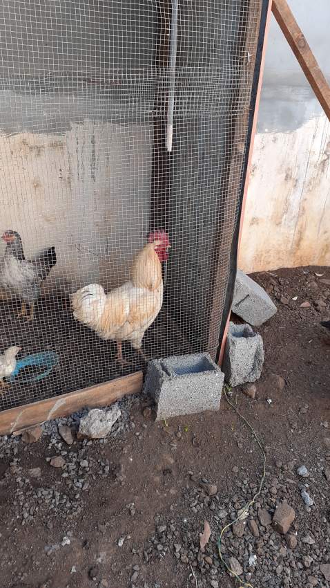 coq poule a vendre - 0 - Poultry  on Aster Vender