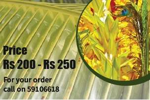 Le coeur coco - 0 - Plants and Trees  on Aster Vender